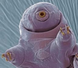 tardigrade